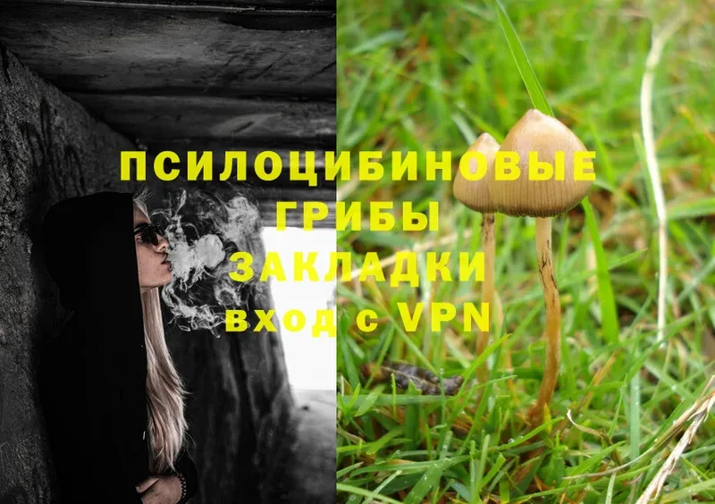 Галлюциногенные грибы Psilocybe  Злынка 